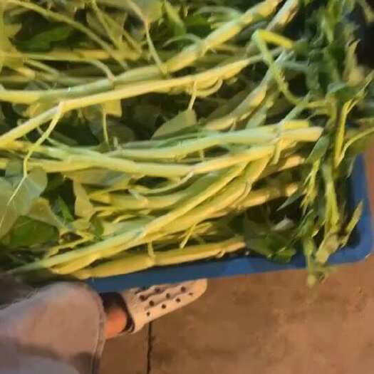 珠海白梗空心菜