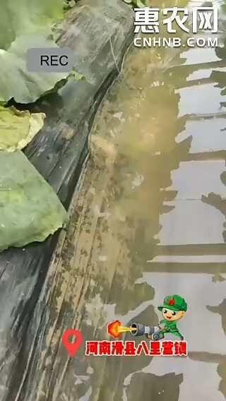 郑州根结线虫专用淡紫紫孢菌胶冻样虫卵双杀根瘤病抑菌杀线虫