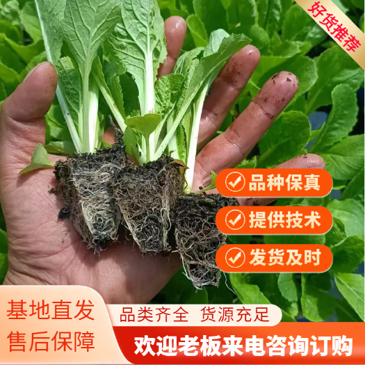 通海县白菜苗 鸡窝白苗 苗好根系发达 货量足