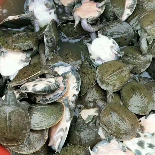 简阳市甲鱼