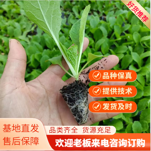 通海县白菜苗 ？根系发达 苗好健壮 基地直发