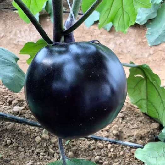 长沙黑圆茄种子 中早熟 外皮紫黑色有光泽 单果重500-800g