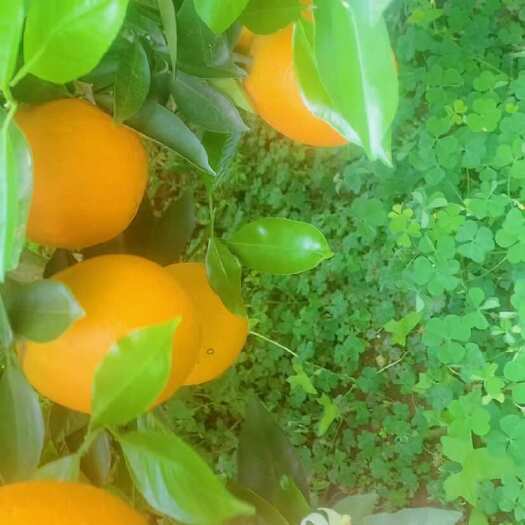 长阳县夏橙、伦晚