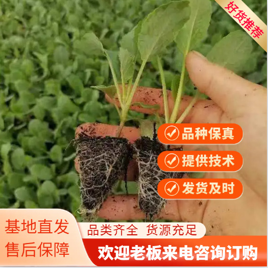 松花苗  花菜苗 花椰菜 根系发达，全国发货，可视频看货
