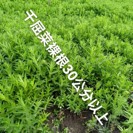 河北千屈菜基地直销大量供应可实地一手货源