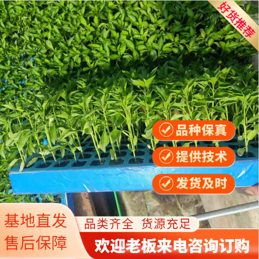 辣椒苗 朝天辣椒苗 螺丝椒苗 各种规格 基地直发