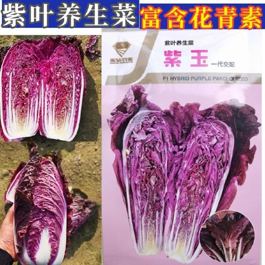 洛阳紫玉紫白菜种子，中熟，紫玉养生菜，口感鲜嫩，抗病，基地种植