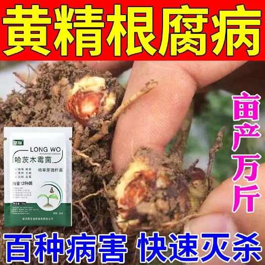 栾川县黄精黄叶根腐专用药黄精病全治杀菌剂黑斑病叶斑病炭疽病灰霉病