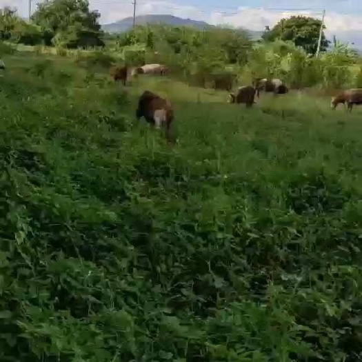惠来县杂交牛