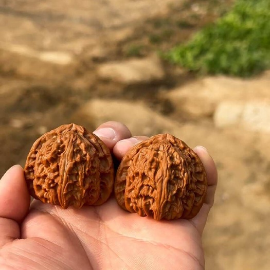  麻核桃