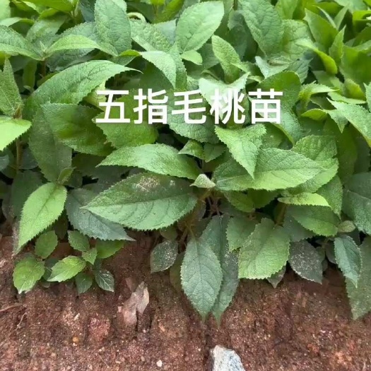 灵山县优质五指毛桃苗  够粗够老  成活率高