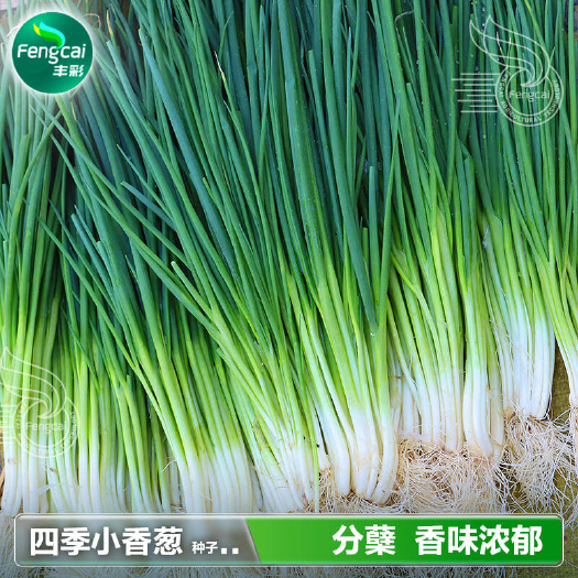 四季小香葱种子 株丛直立 有分蘖能力 抗病性强 香味浓郁