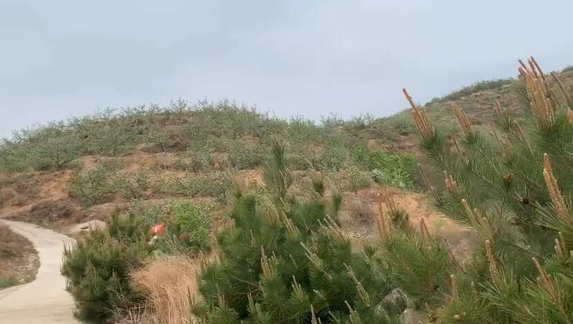 秦皇岛山地转租