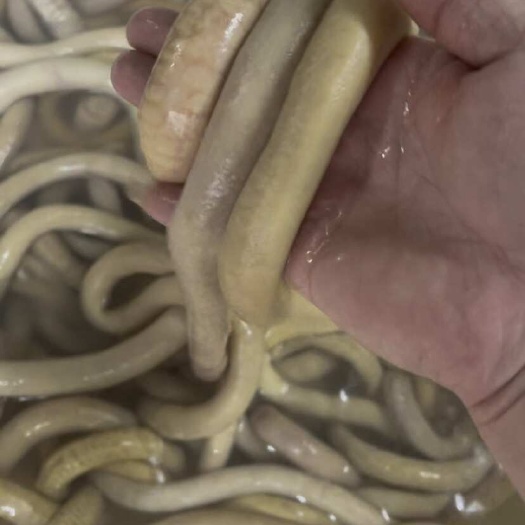 牛小肠