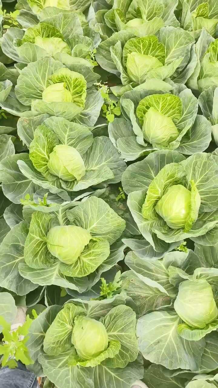 渭南华州区甘蓝开始上市1-2斤左右货源充足支持视频看货