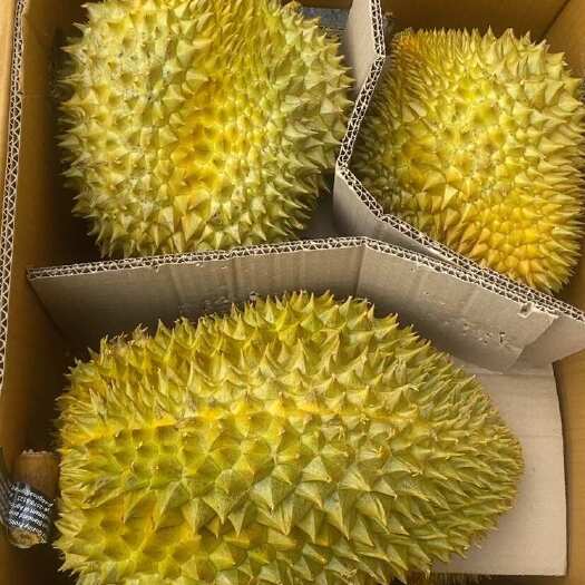 广州金枕