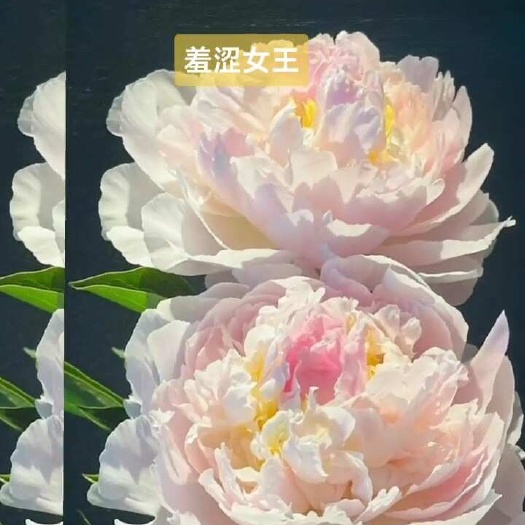 芍药切花