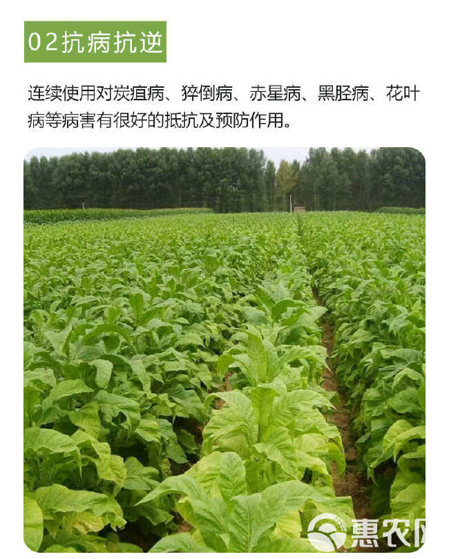 壮烟宝防控烟草黑胫病花叶病毒病青枯病烟草专用叶面肥