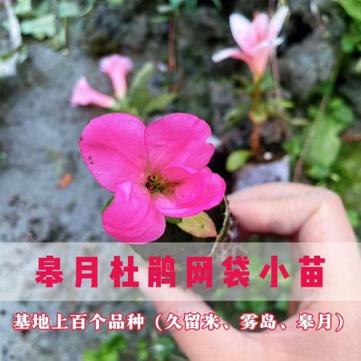 皋月杜鹃网袋小苗