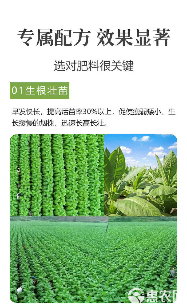 壮烟宝防控烟草黑胫病花叶病毒病青枯病烟草专用叶面肥