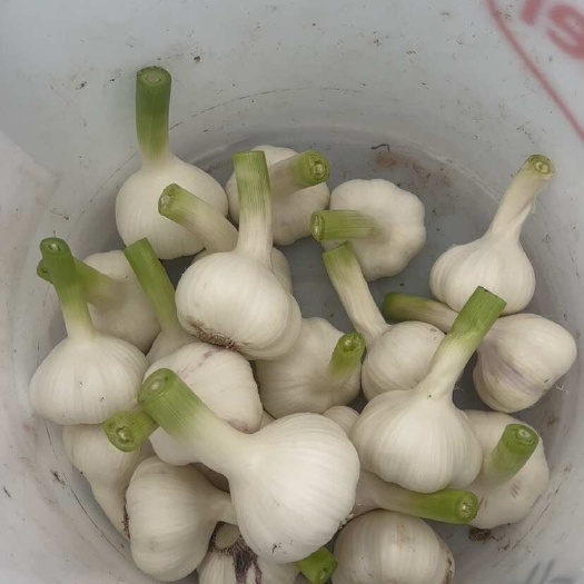 周口大蒜