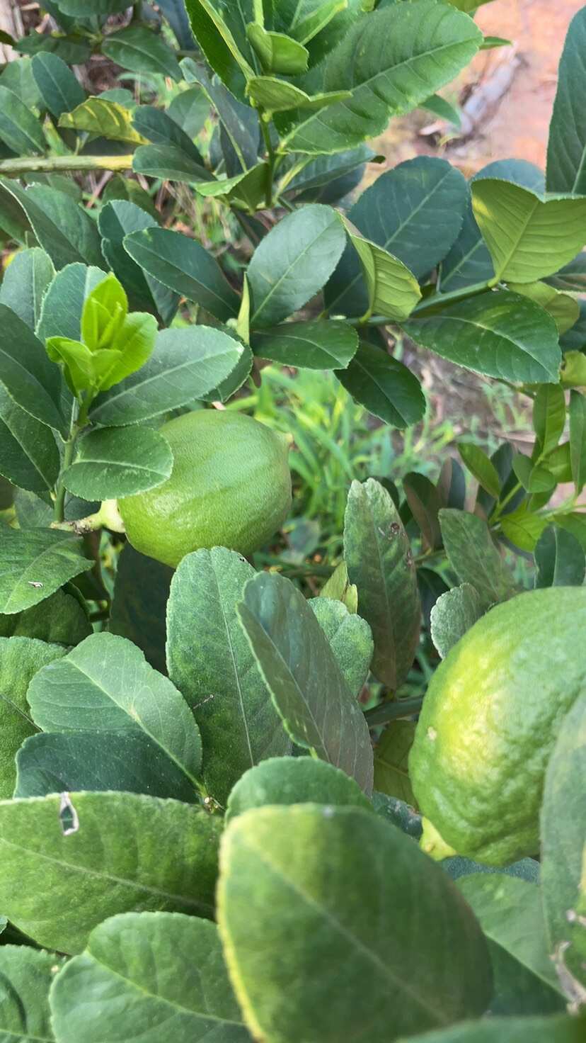广东香水柠檬产地直发  新鲜奶茶店专用柠檬薄皮厚皮