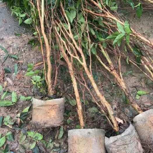灵山县艾斯卡嘉宝果