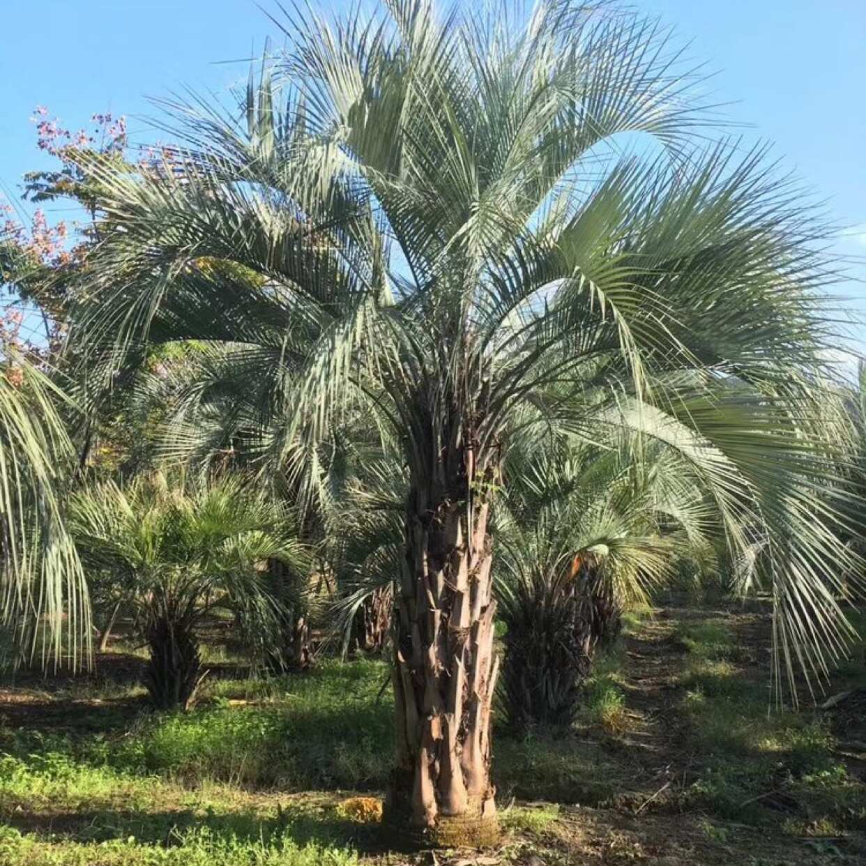 福建漳州布迪椰子种植基地园林绿化