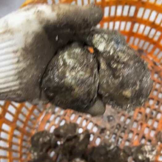 汕尾晨州生蚝￼/规格（小小￼蚝）白蚝
