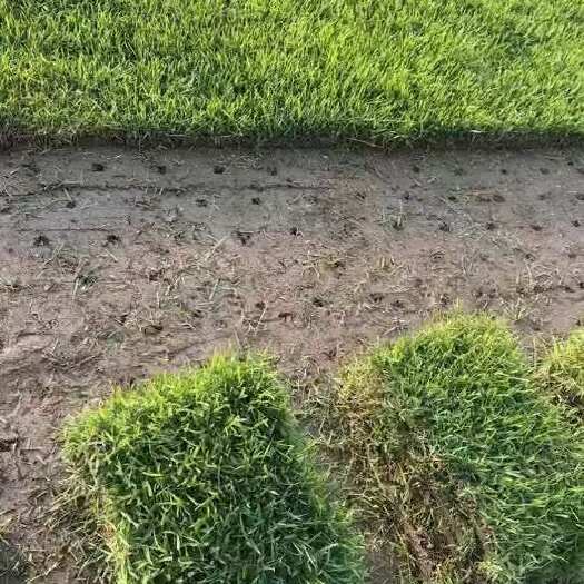 句容市中华结缕草