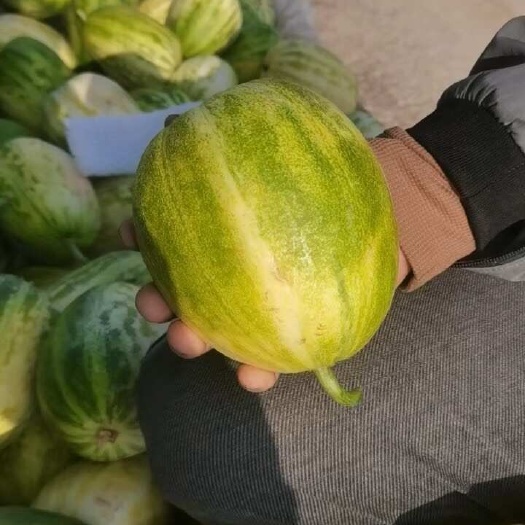 大荔甜瓜，星甜24 白兔娃 ，博洋系列，新姑娘，吊兰西瓜