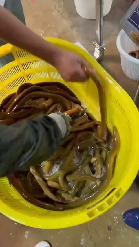 南宁越南养殖黄鳝，做了十多年