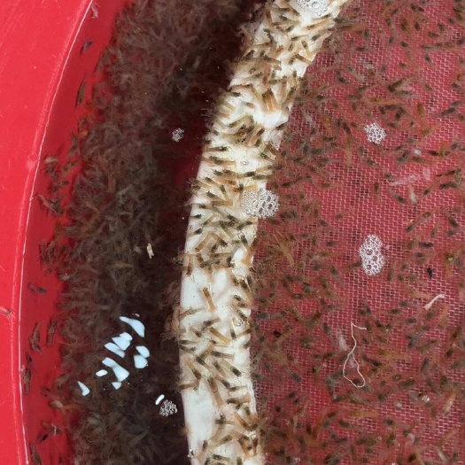 漳浦县黑头 公分23苗规格齐全