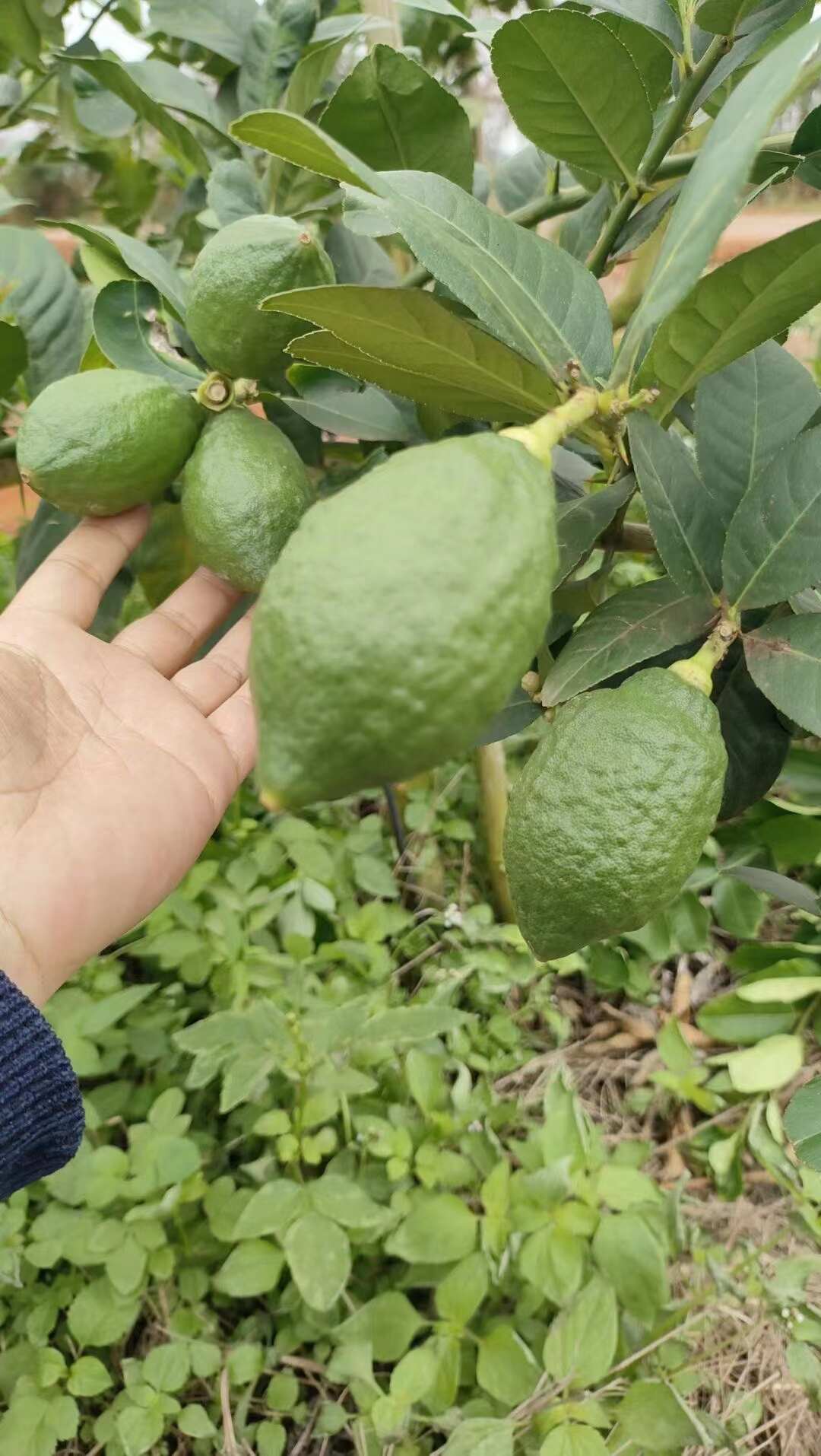 广东香水柠檬无籽【一级果】单件、批发新鲜采摘产地直发
