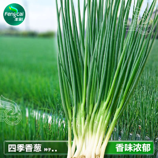 绵阳四季香葱种子 精选香葱品种 不易折叶 不易倒伏 耐热耐寒性强