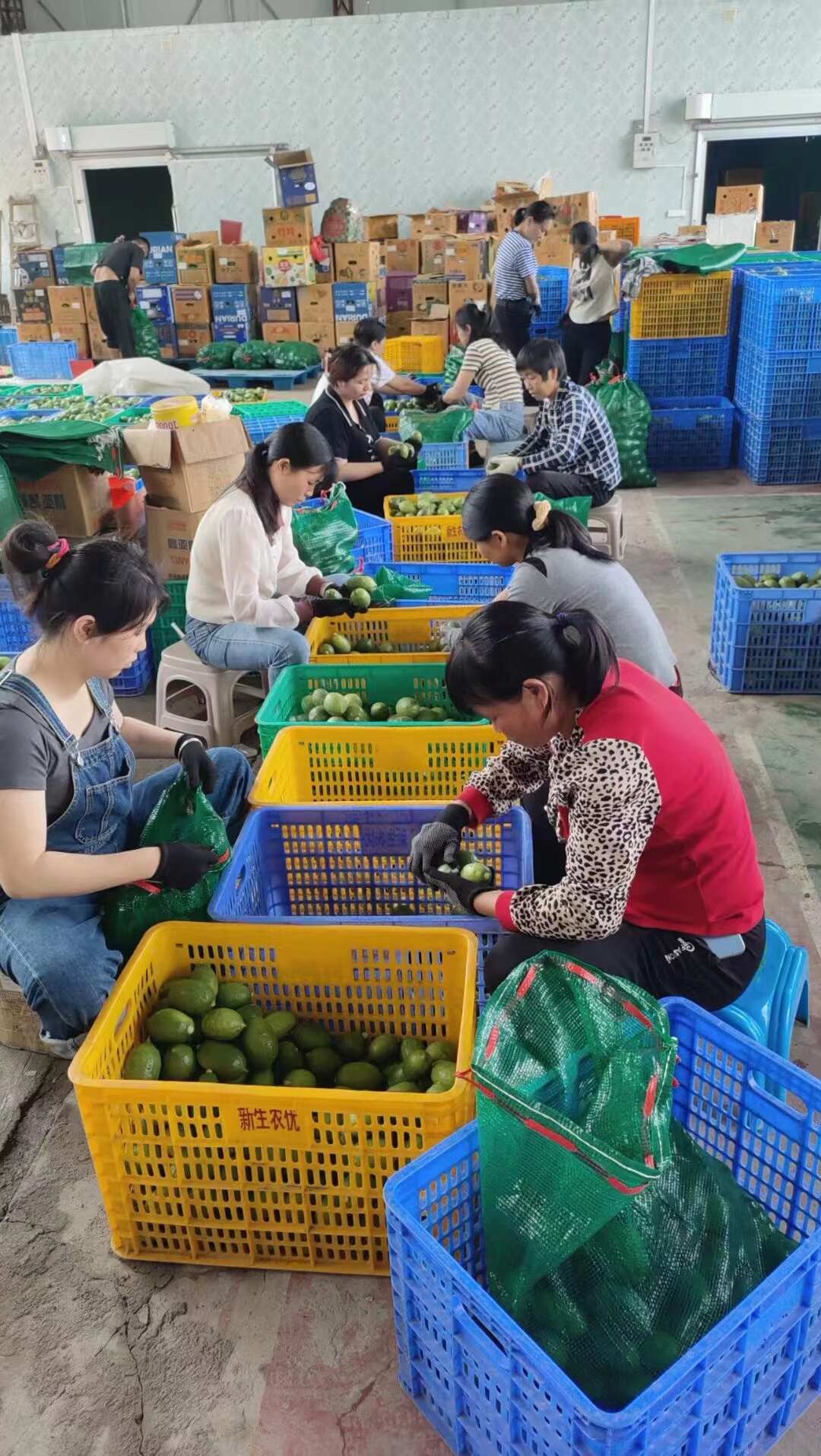 广东香水柠檬无籽【一级果】单件、批发新鲜采摘产地直发