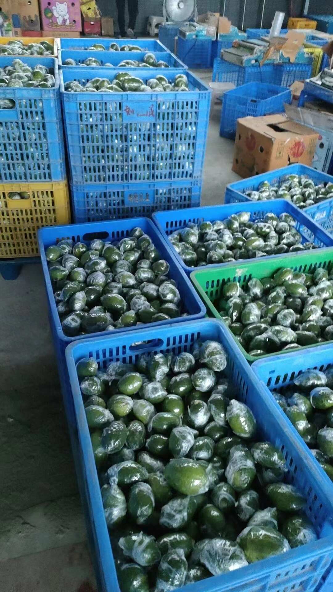 广东香水柠檬无籽【一级果】单件、批发新鲜采摘产地直发