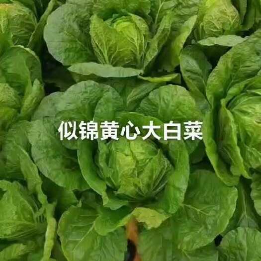如皋市似锦黄心白菜