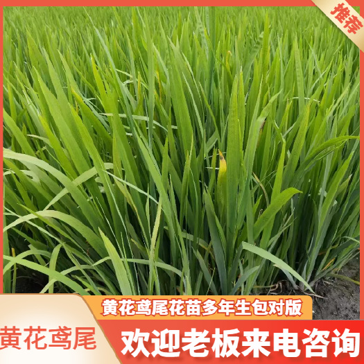 安新縣黃花鳶尾花苗黃菖蒲水生多年生耐寒耐熱室外庭院路邊綠化花卉植物