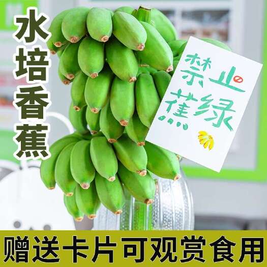 漳浦县整串办公室水培香蕉苹果蕉赠送贺卡芭蕉桌面绿植小米蕉可食用