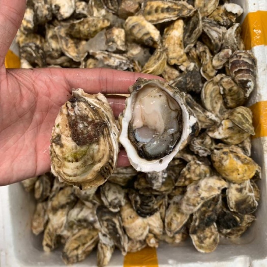 饶平县潮州生蚝源头批发直供大排档烧烤摊摆地摊海鲜批发市场一百斤一件