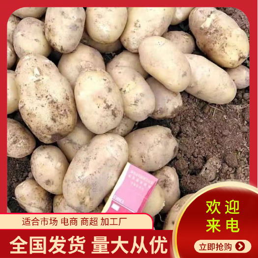 土豆 大量供应 质量保证 价格美丽