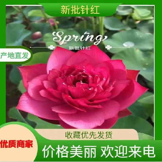 精品荷花苗 大型观赏荷花 园林绿化工程用苗