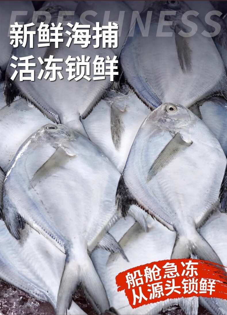 海捕鯧魚(yú)新鮮冷凍銀鯧魚(yú)鮮活白鯧魚(yú)海魚(yú)平魚(yú)非金昌魚(yú)海鮮水產(chǎn)5條