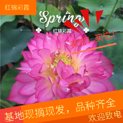 安新县品种荷花苗基地直发 承接园林绿化工程 水生植物