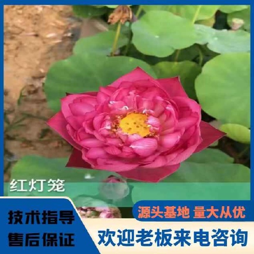 大型品种荷花苗 睡莲苗 水景亮化工程 河道美化