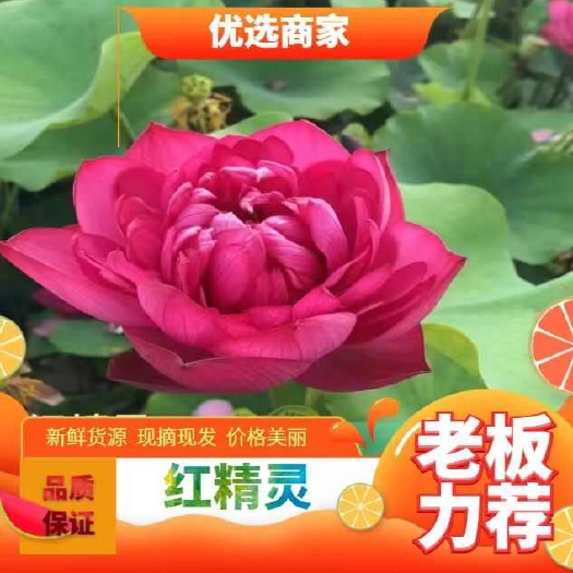 精品大型荷花苗 种苗 厂家直发 园林绿化工程用苗
