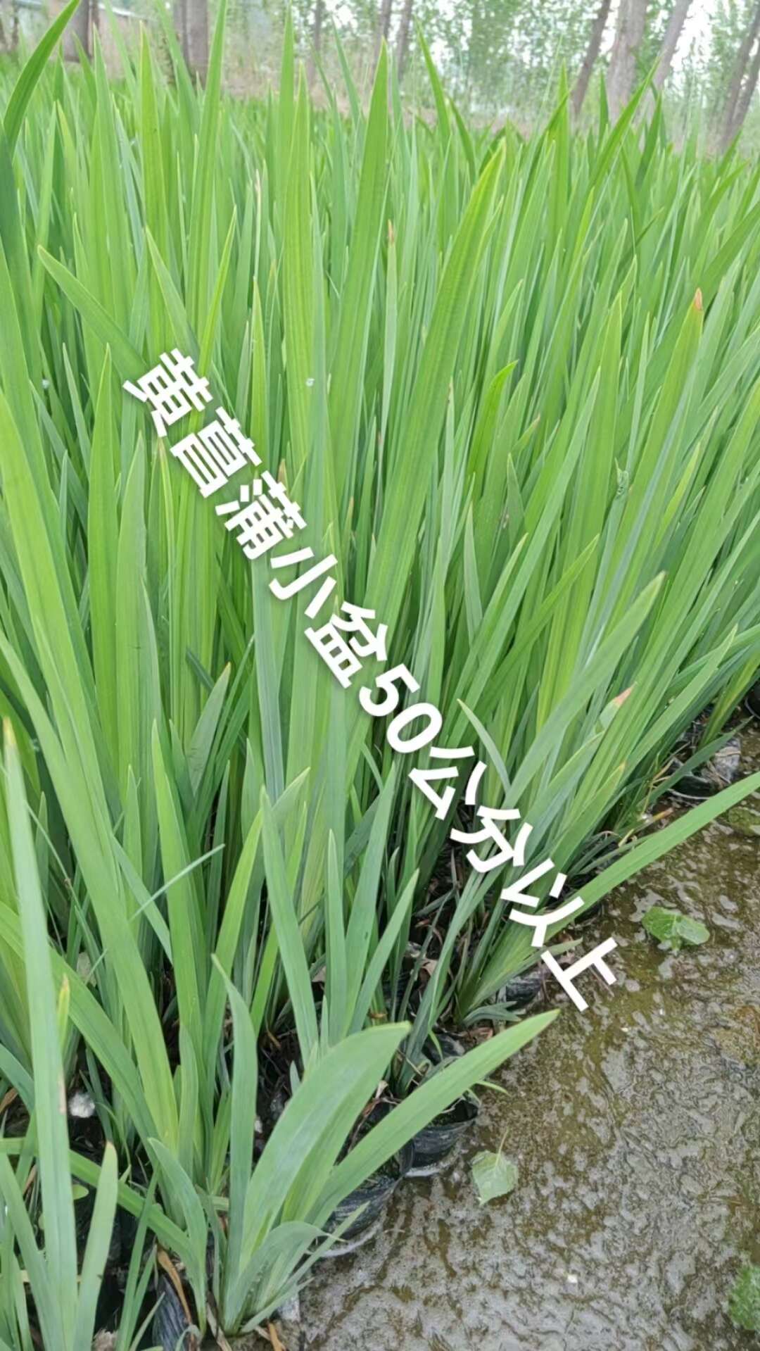 黄花鸢尾花苗黄菖蒲水生多年生耐寒耐热室外庭院路边绿化花卉植物