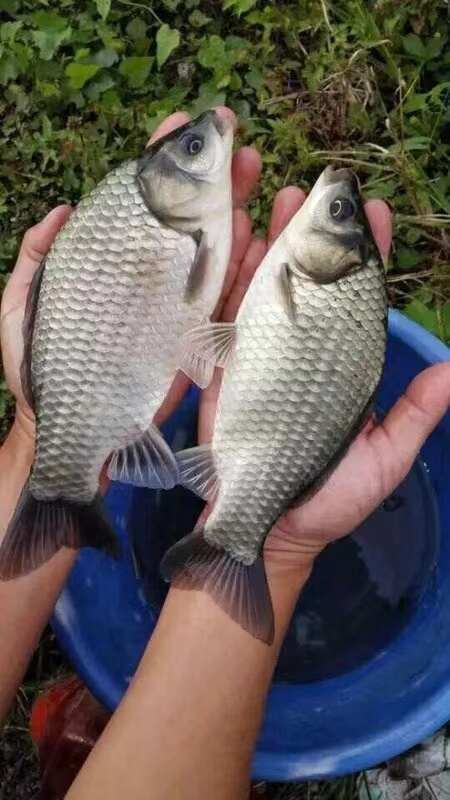 精品鲫鱼 湘白鲫 湘白鲫成品鱼 大小规格全 基地新鲜供应