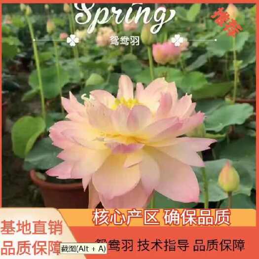 安新县鸳鸯羽-荷花碗莲中大小型露台阳台庭院观赏藕种包